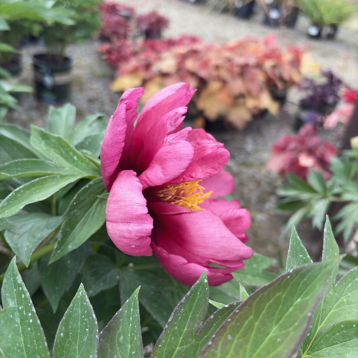 Pink Ardour Itoh Reony