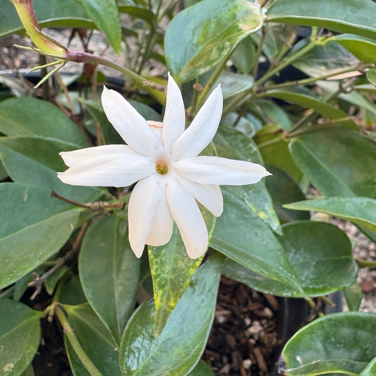 Jasmine-Lingnan Jasmine