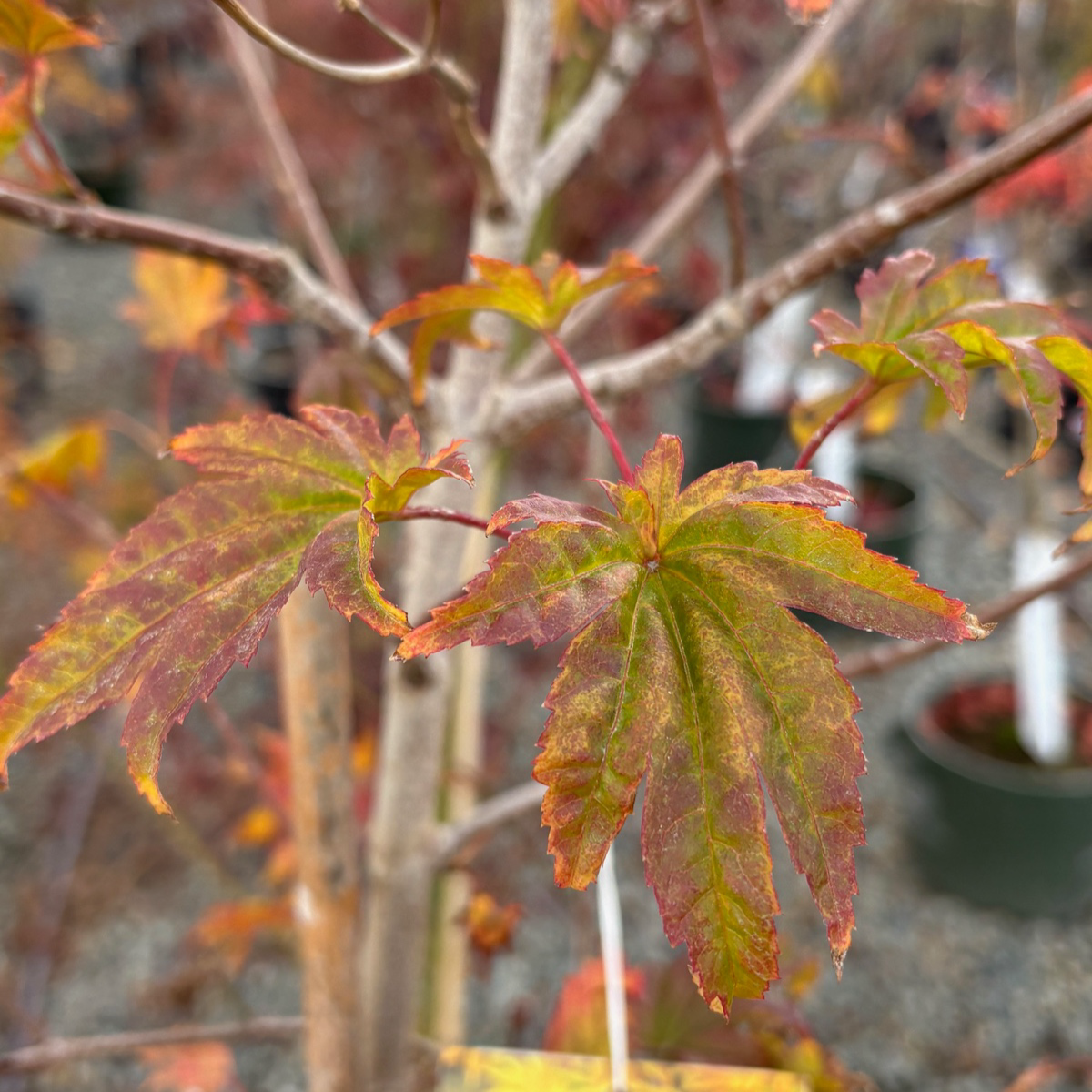 Autumn Moon Fullmoon Maple