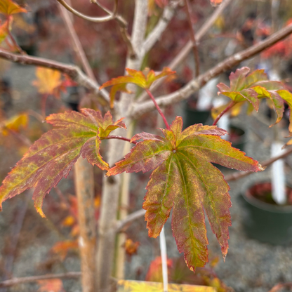 White maple-Autumn moon maple 