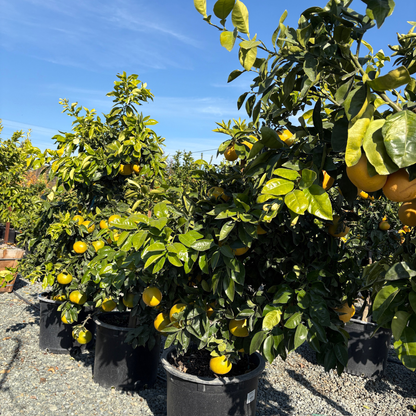 Grapefruit Tree-Rio Red Pomelo