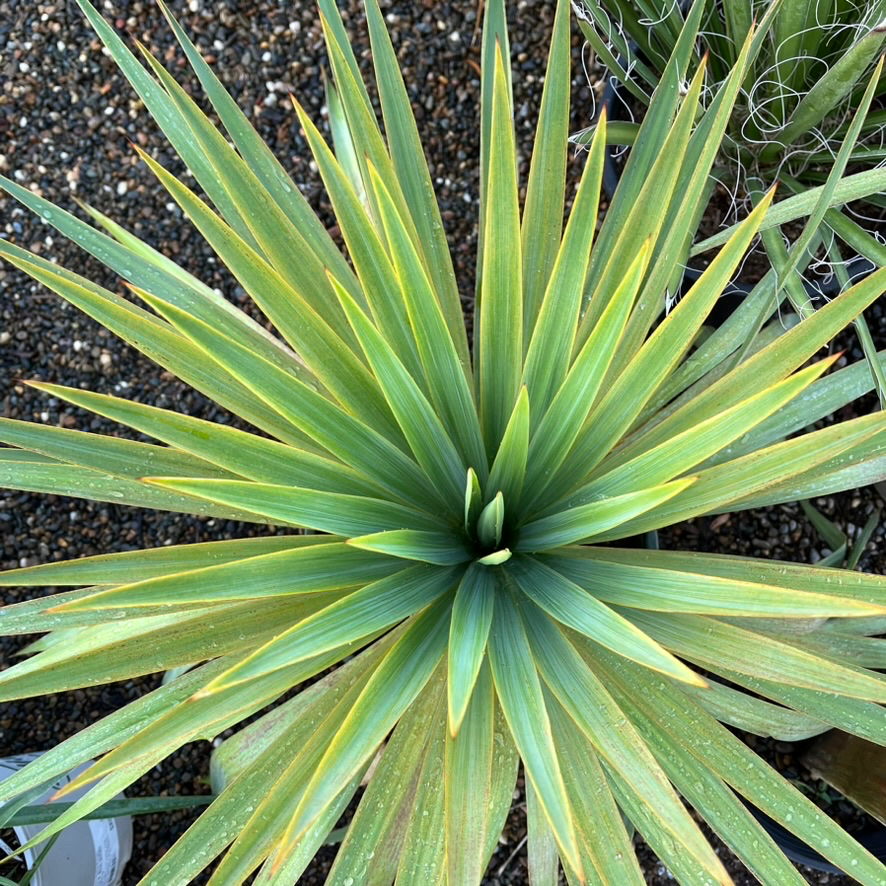 Soft Leaf Yucca