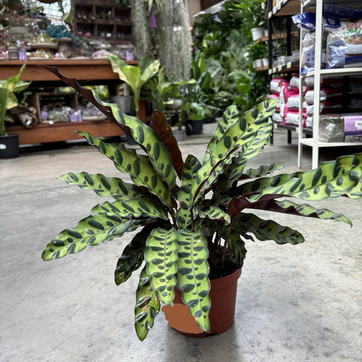 Calathea Rattlesnake