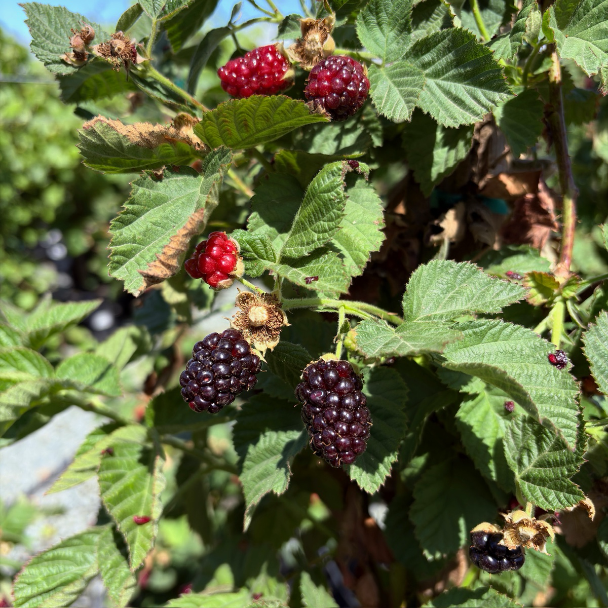 Blackberry