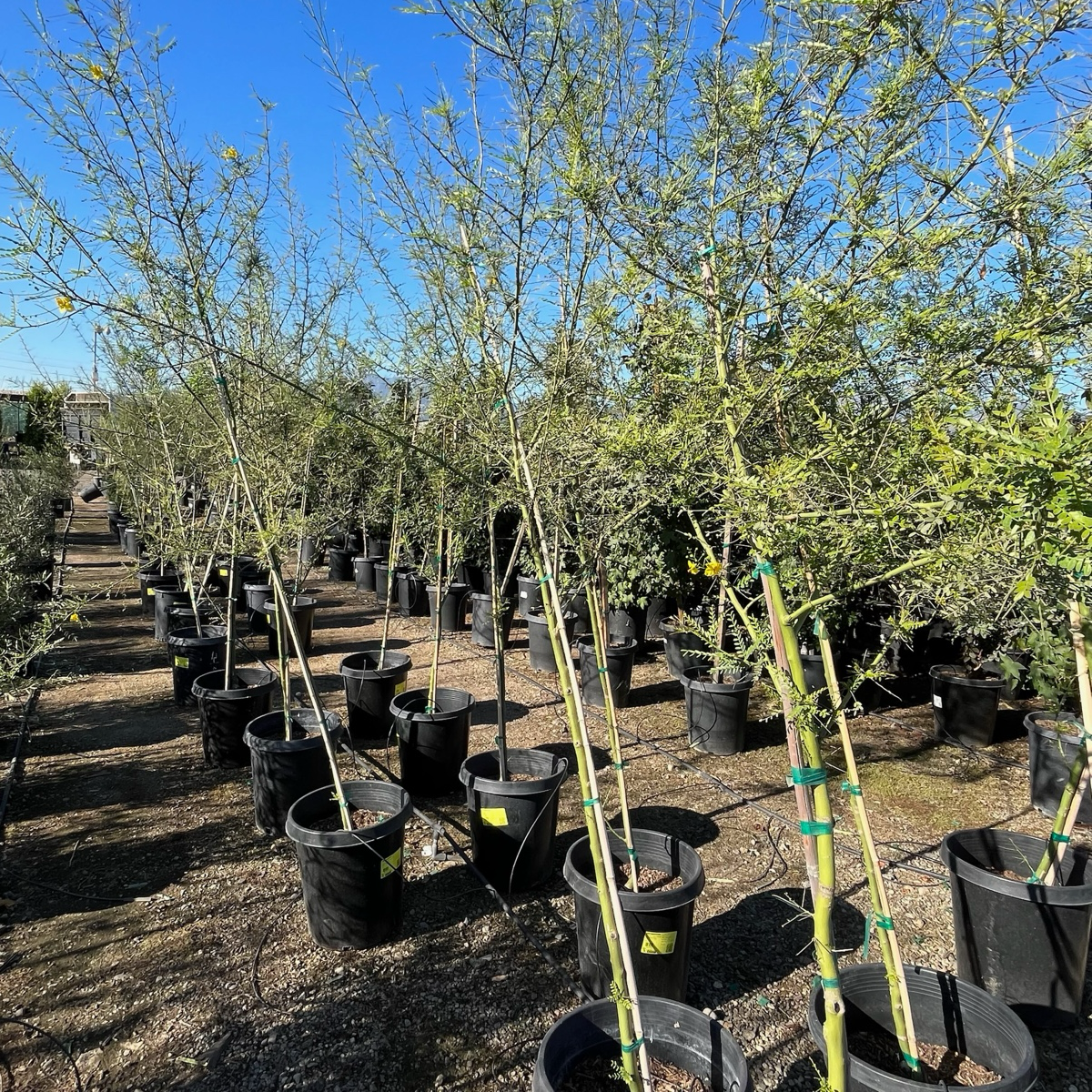 Palo Verde ‘Desert Museum’