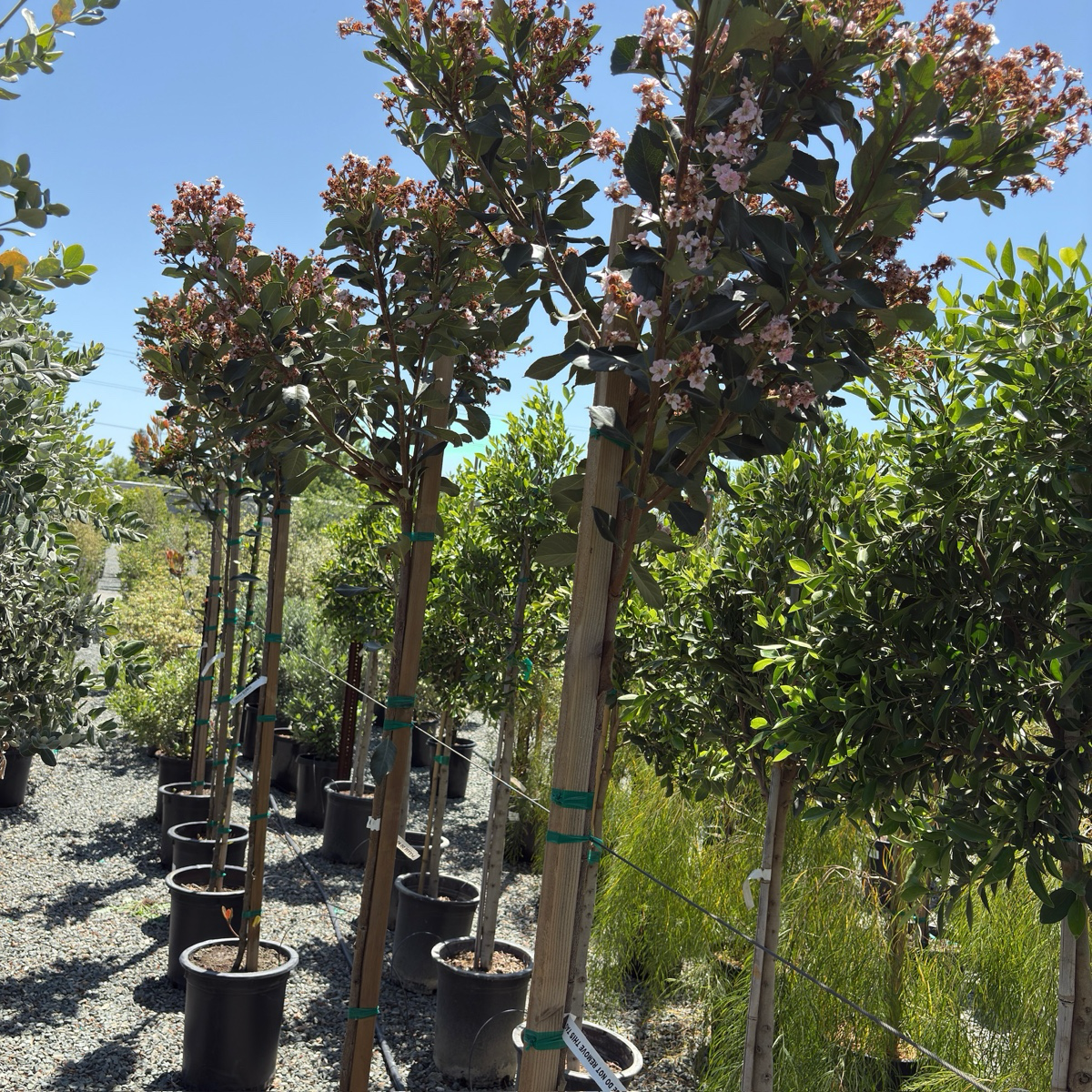 Majestic Beauty ®Indian Hawthorn