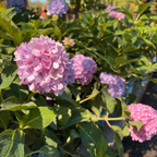 The Original  ES®Hydrangea
