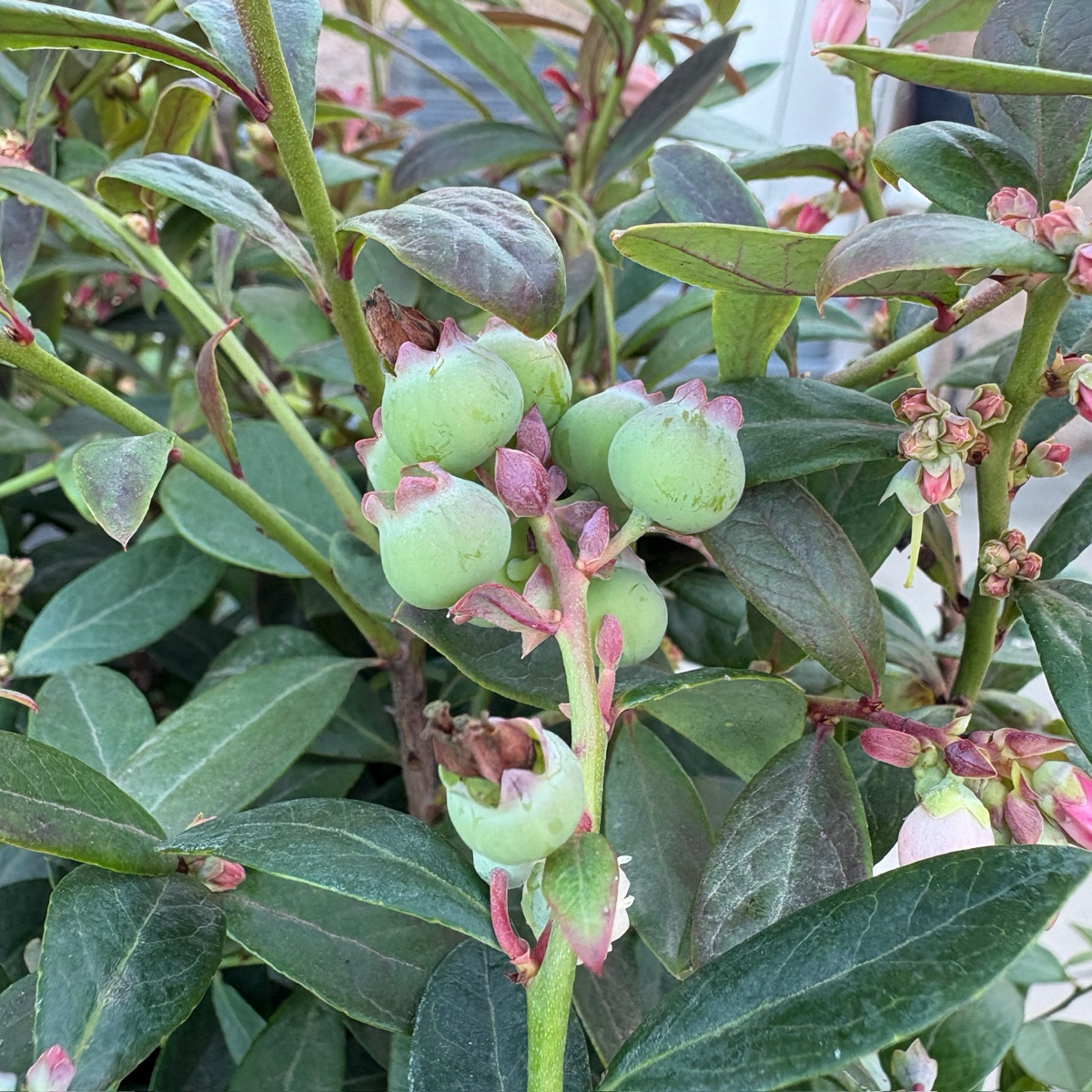 Sunshine Blue Shouthern Highbush Blueberry