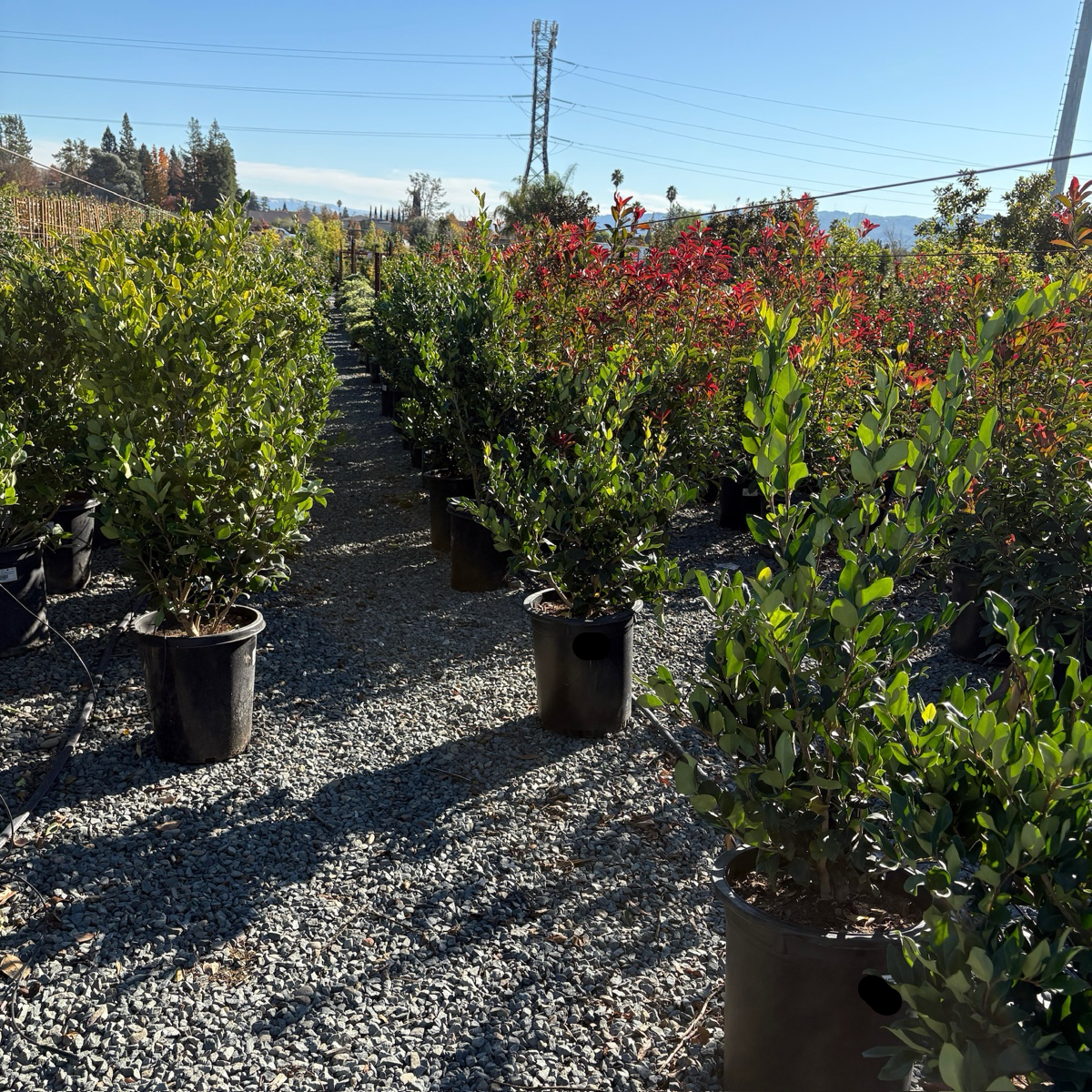 Waxleaf Privet