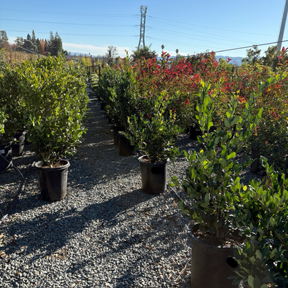 Japanese Ligustrum lucidum