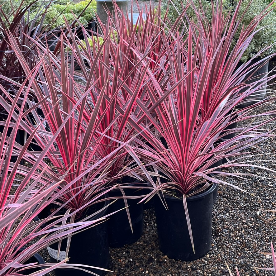 Australian Cordyline - Little Prince Charlie