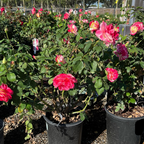 茶香月季-红双喜