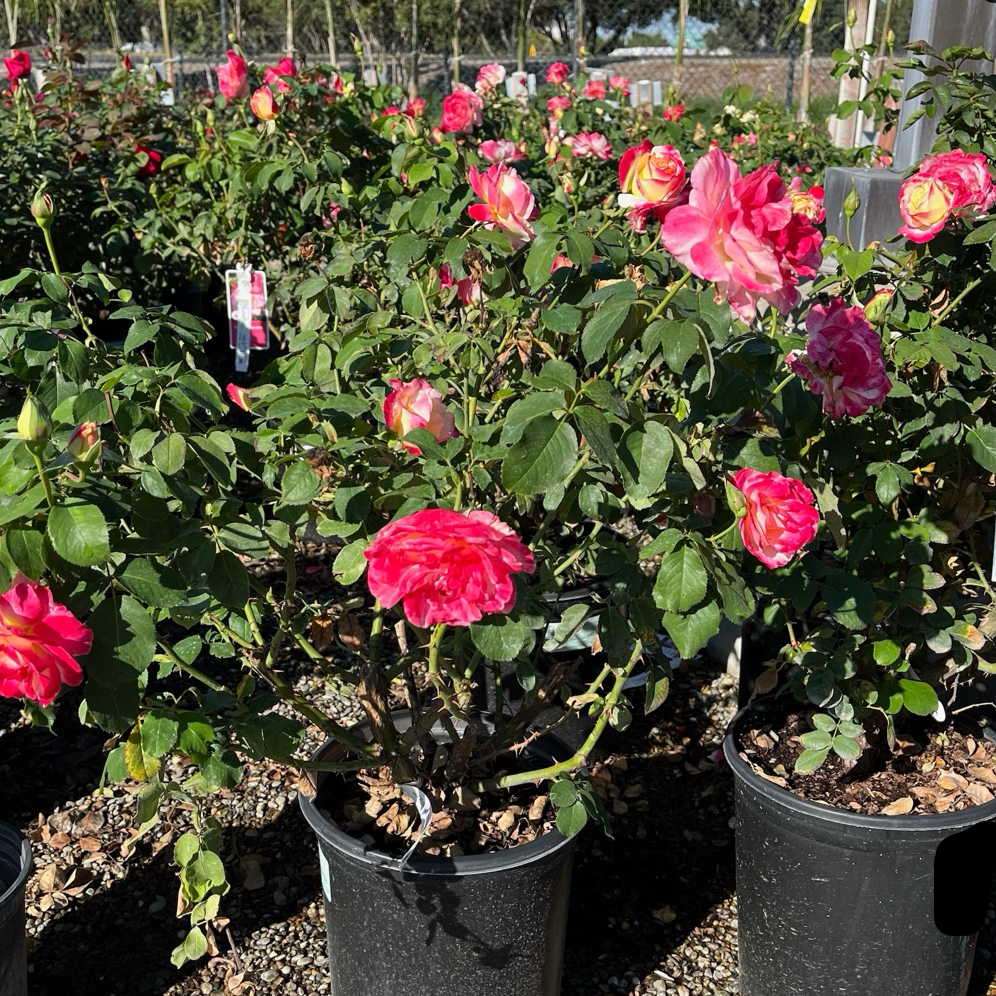 茶香月季-红双喜