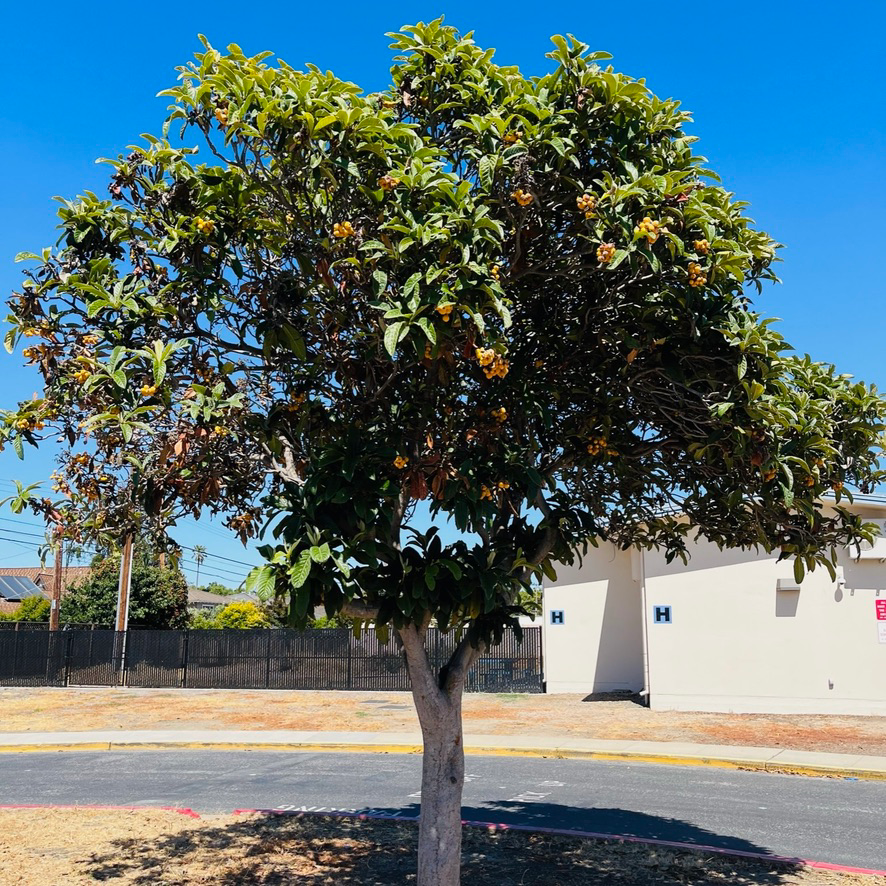 Loquat Tree-Bronze Loquat