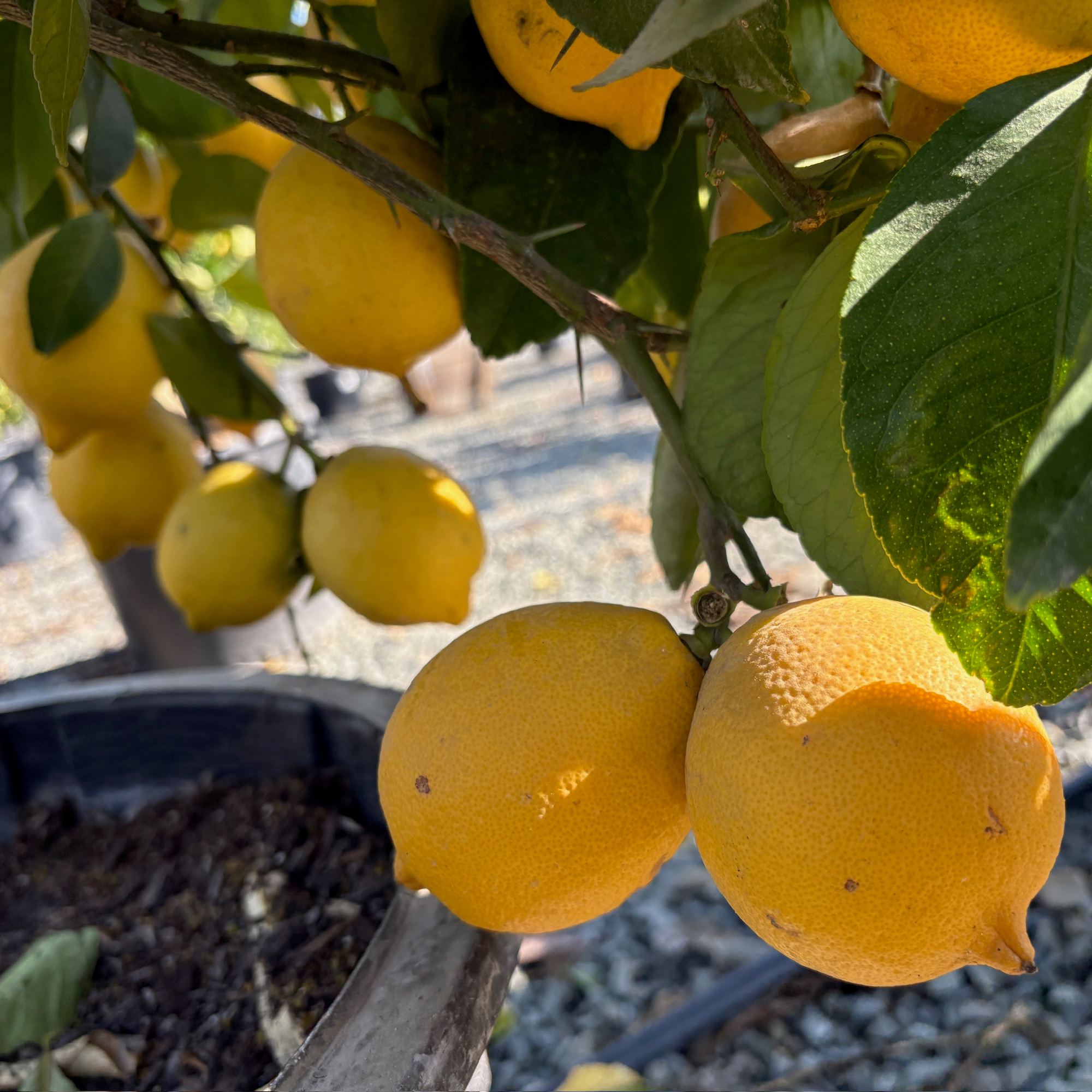 Lisbon Lemon