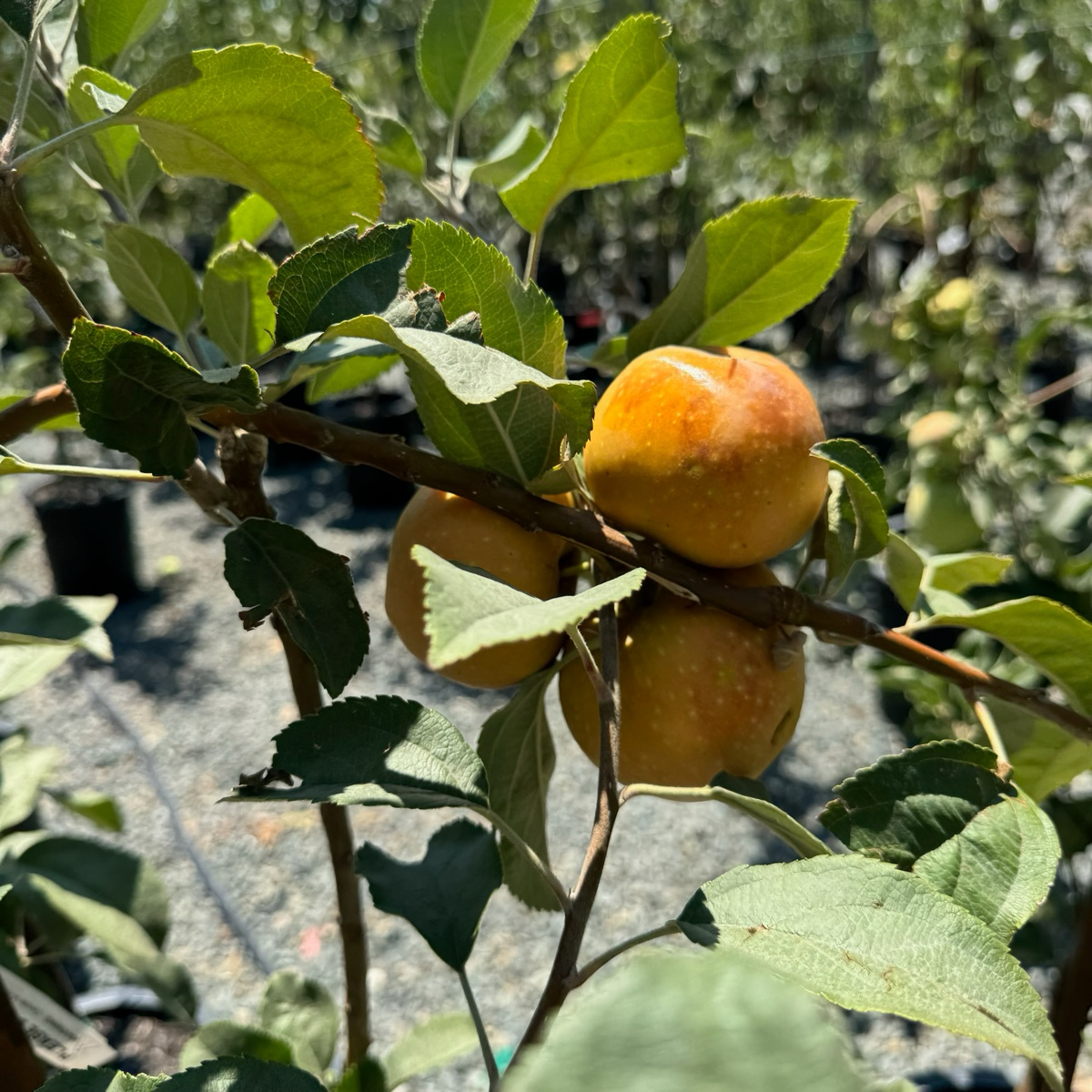 粉红珍珠苹果