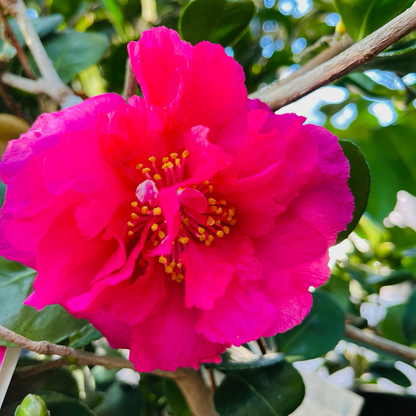 Camellia sasanqua-God of Wealth Camellia