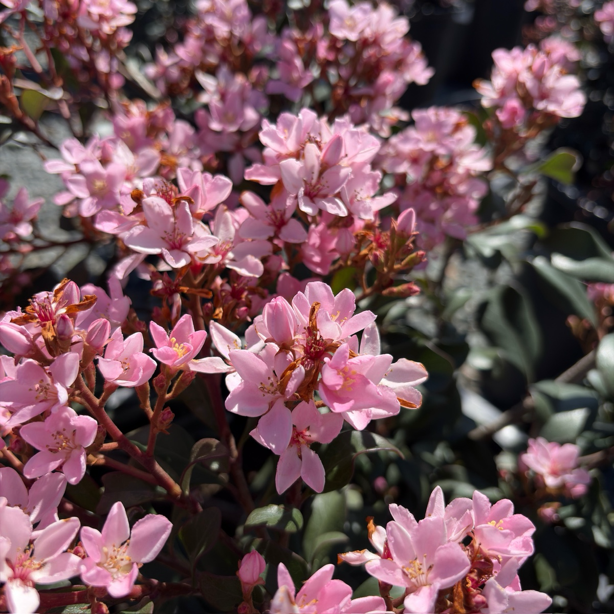 Pink Lady Indian Hawthorn