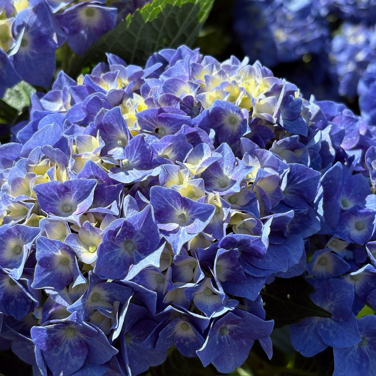 Blue Jangles Let's Dance®  Hydrangea