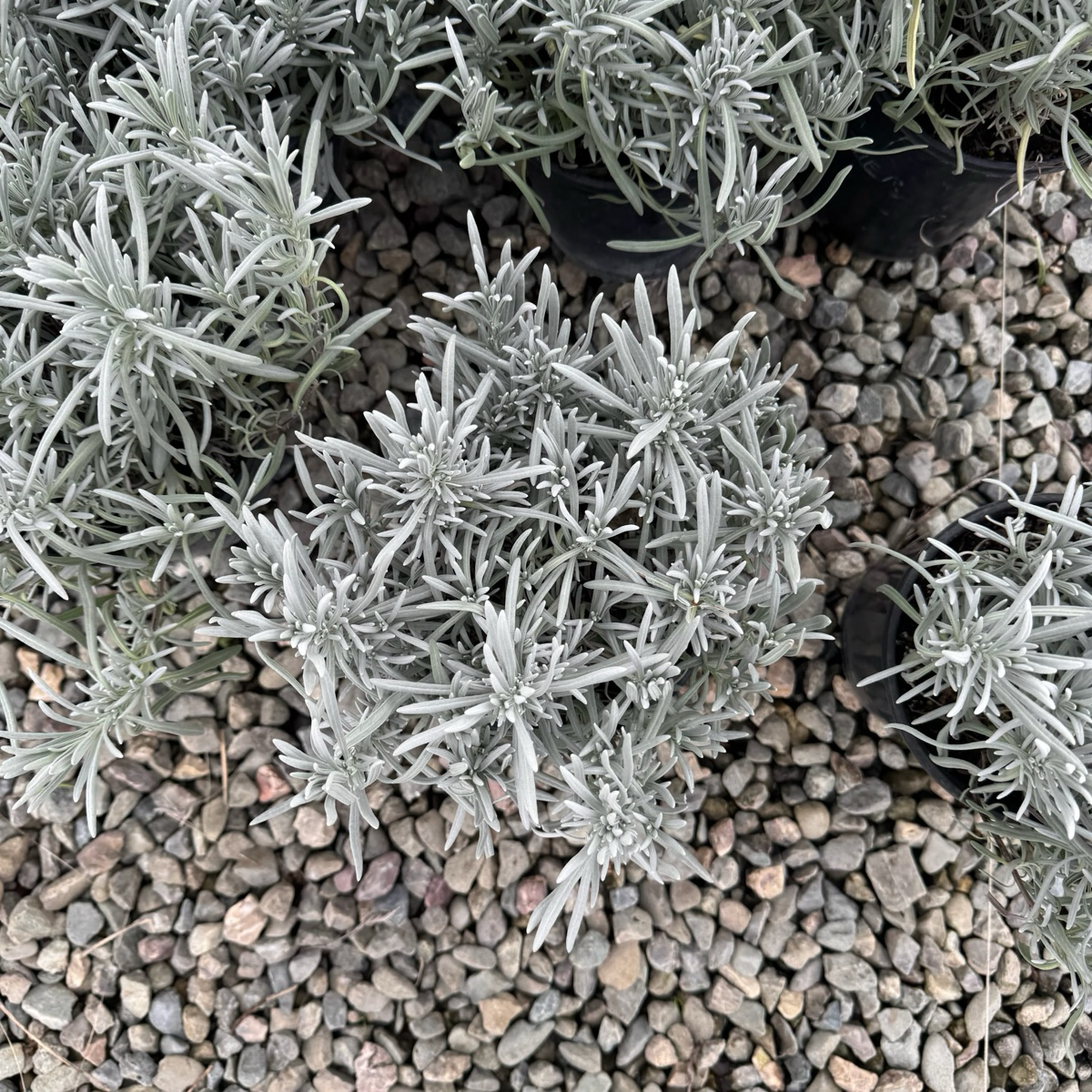 English Lavender