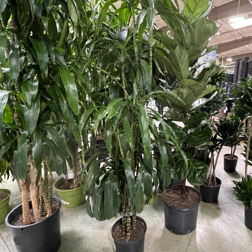 Dracaena 'Lisa' ™