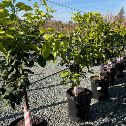 Grapefruit Tree-Rio Red Pomelo