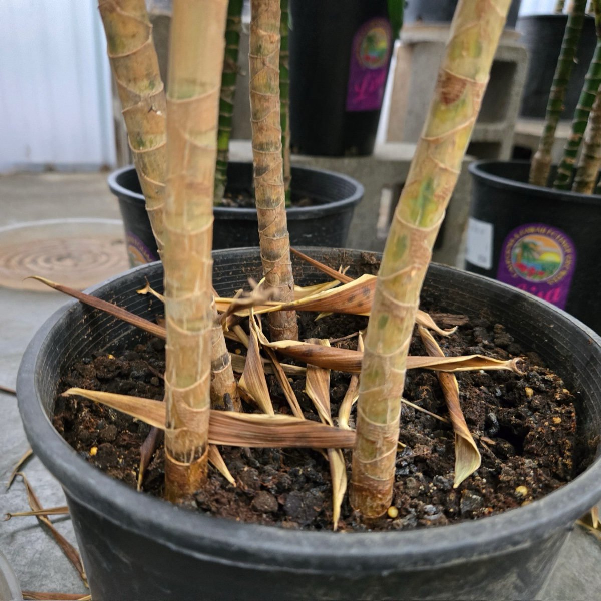 金边百合竹