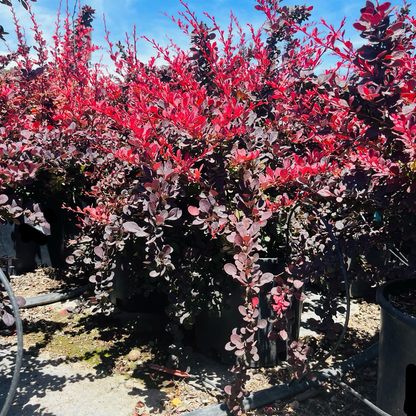 Berberis-Rose Red