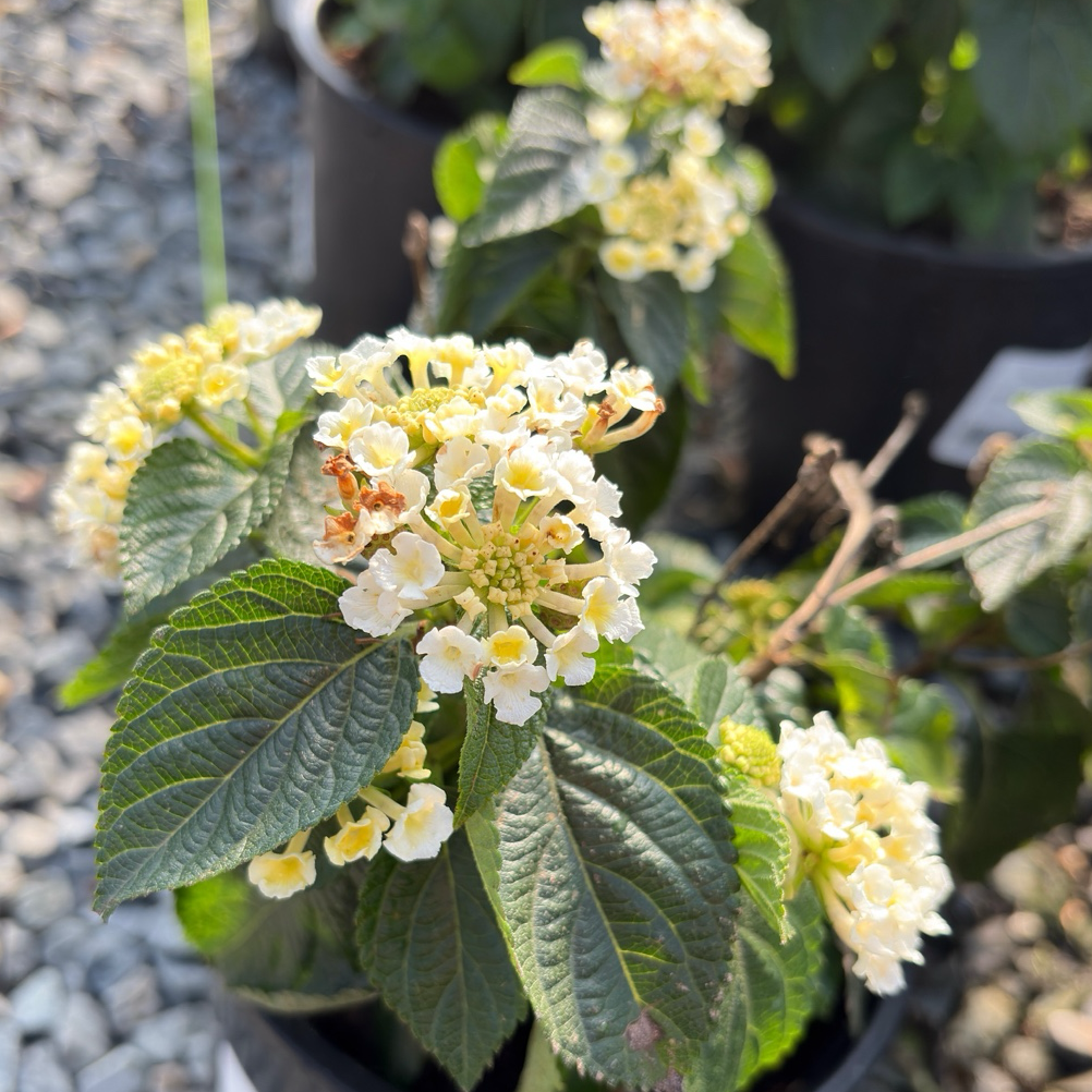 白班德娜五色梅