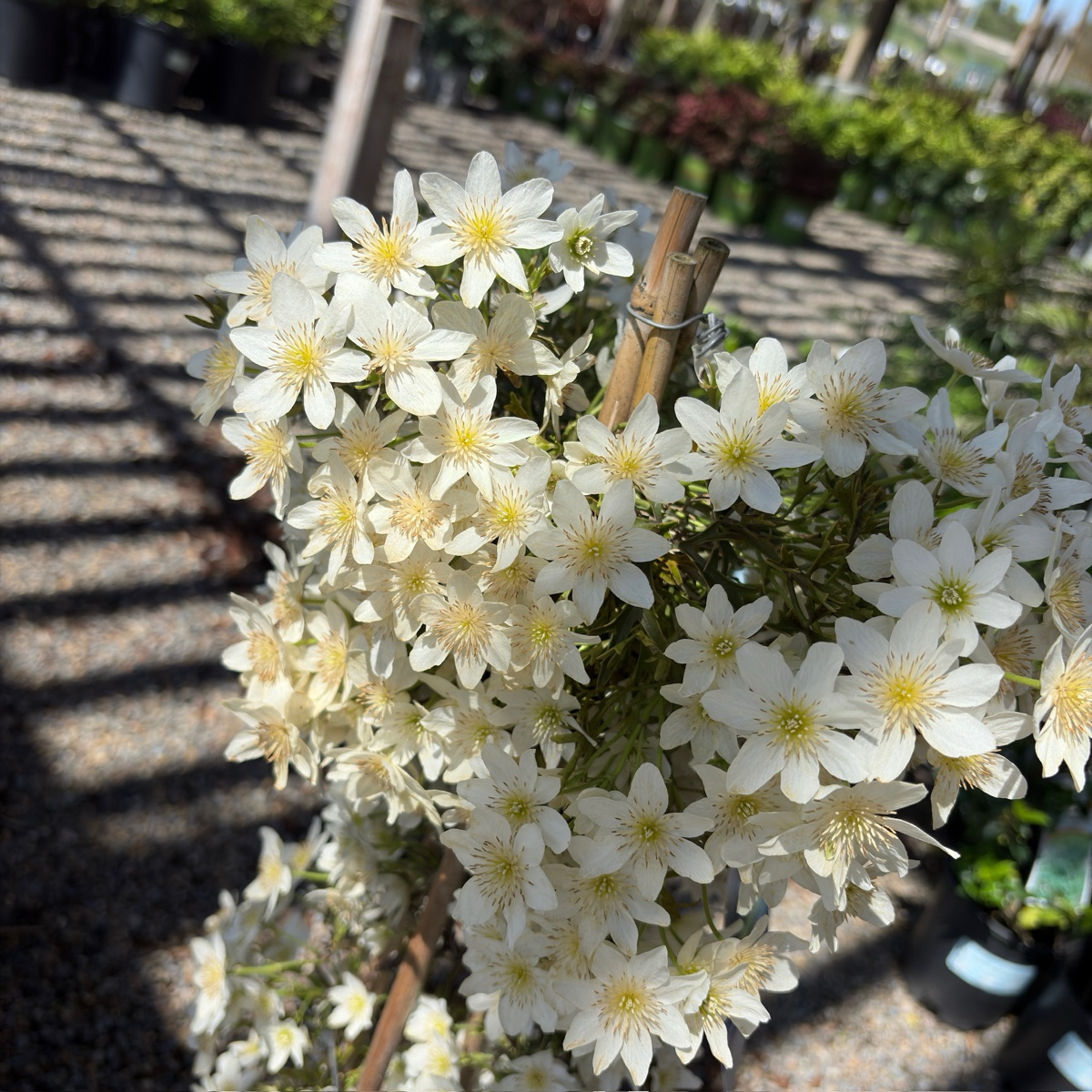 Joe Evergreen Clematis