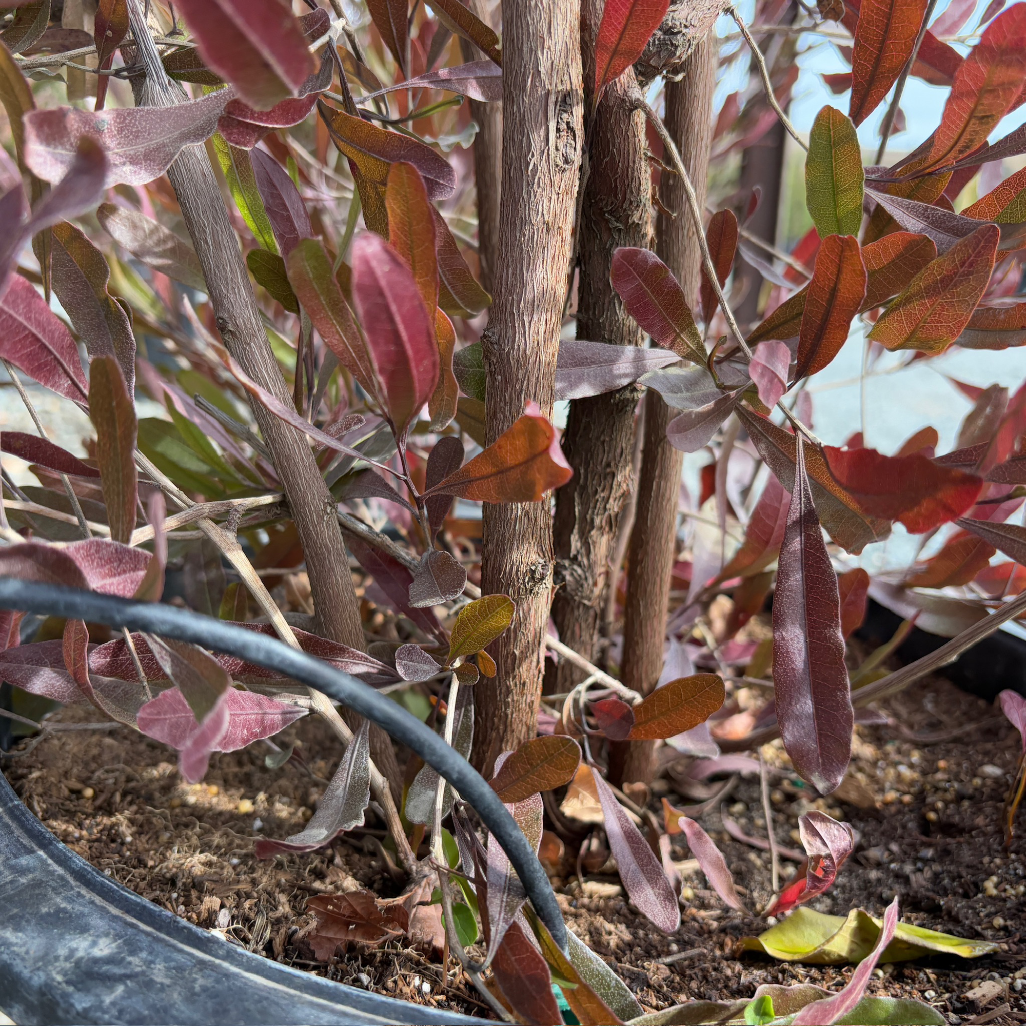 Purple Leaved Hopseed Bush