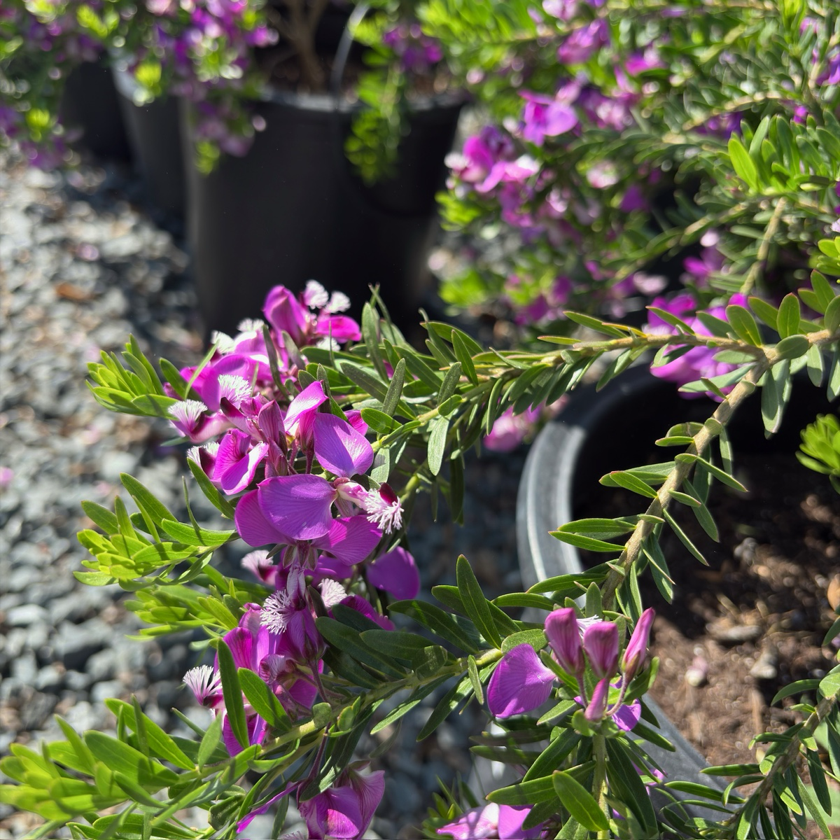 Grandiflora Sweet Pea Shrub