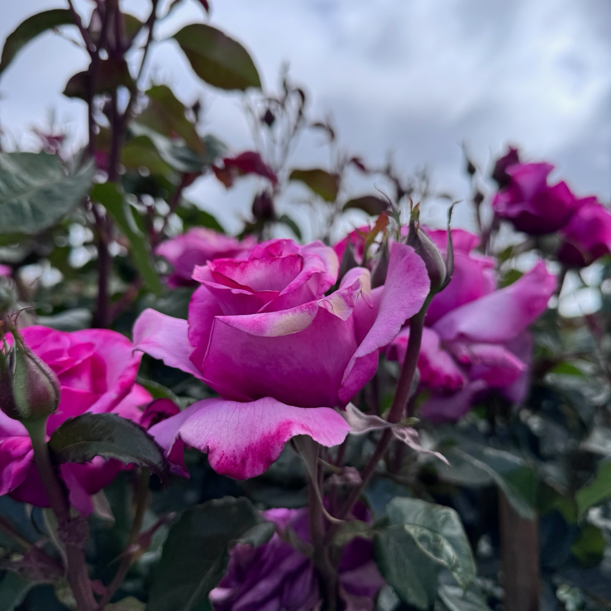 茶香月季-芭芭拉·史翠珊