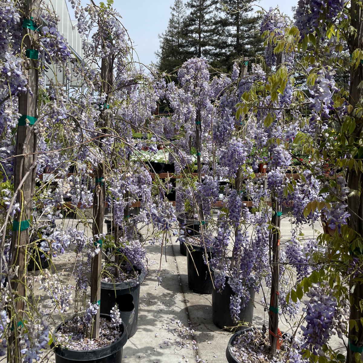 Caroline Chinese Wisteria