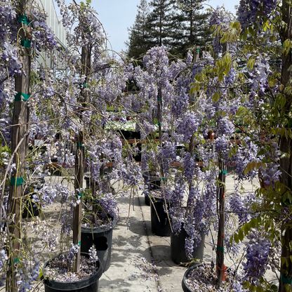 Wisteria-Amethyst