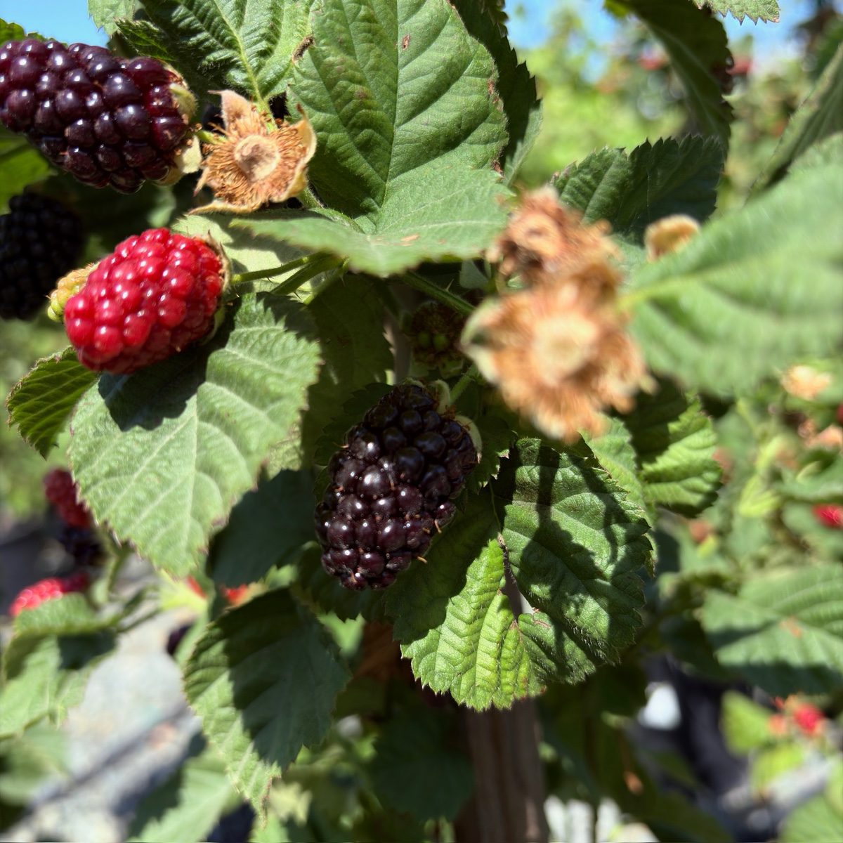 Blackberry