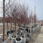 Krauter Vesuvius Flowering Plum