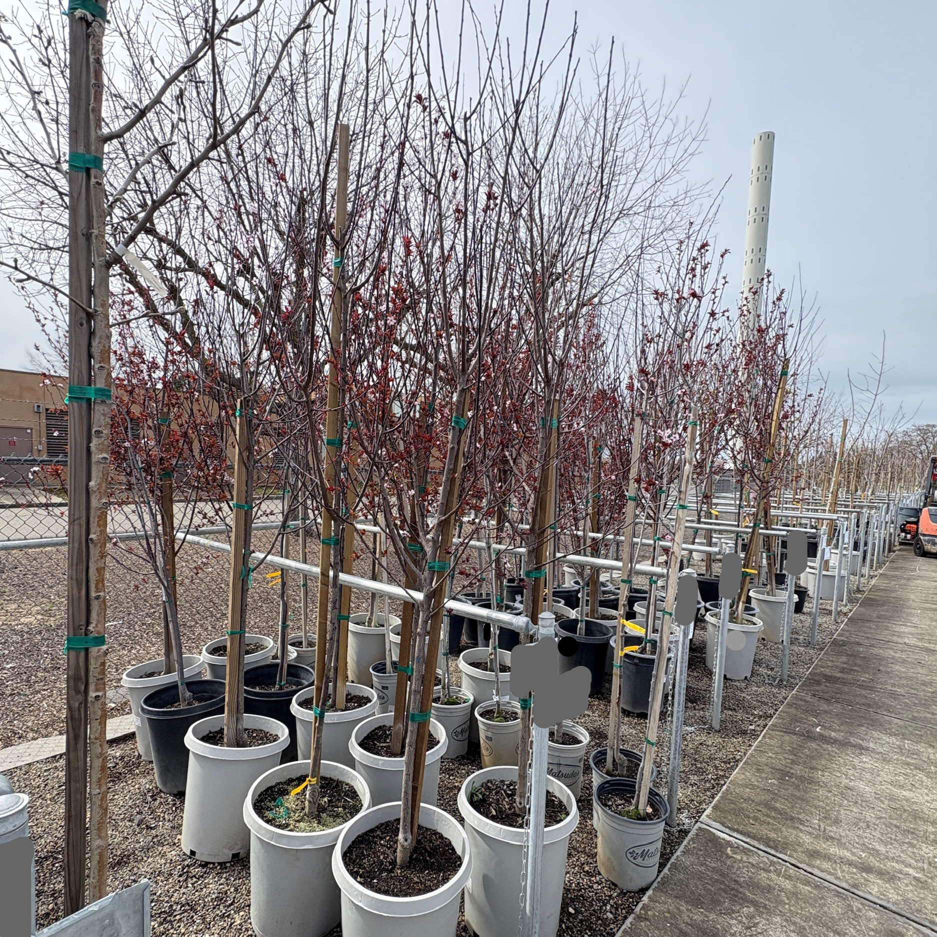 Krauter Vesuvius Flowering Plum