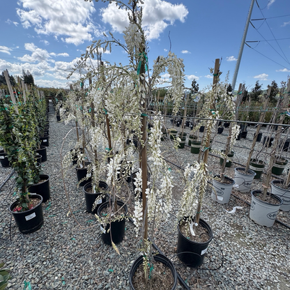 Texas White' Wisteria