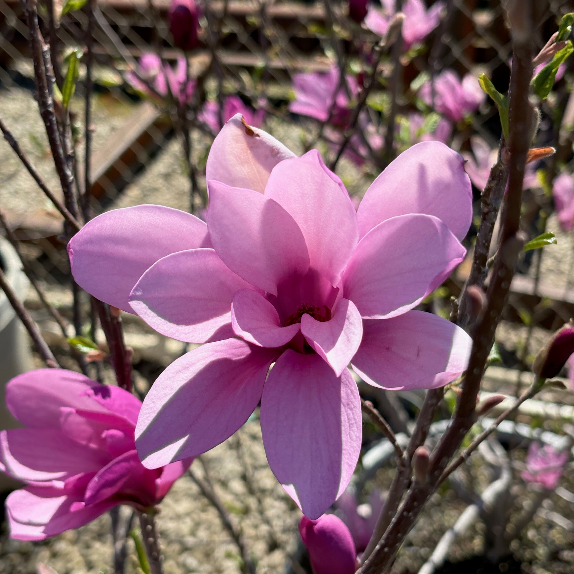 Jane Magnolia