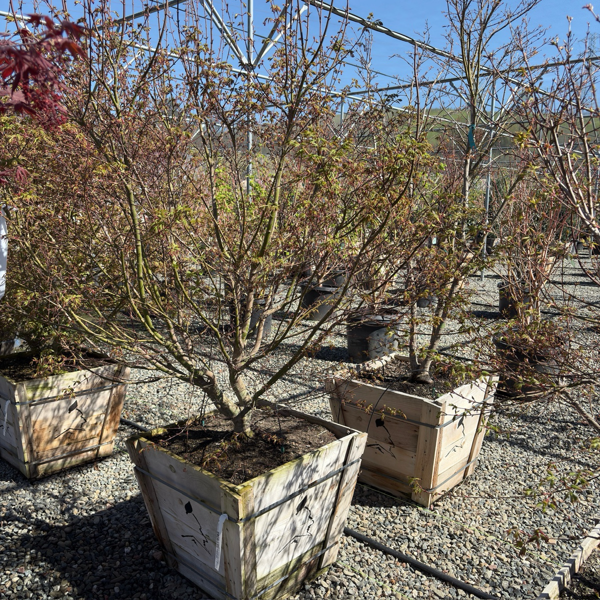 Smooth Japanese Maple