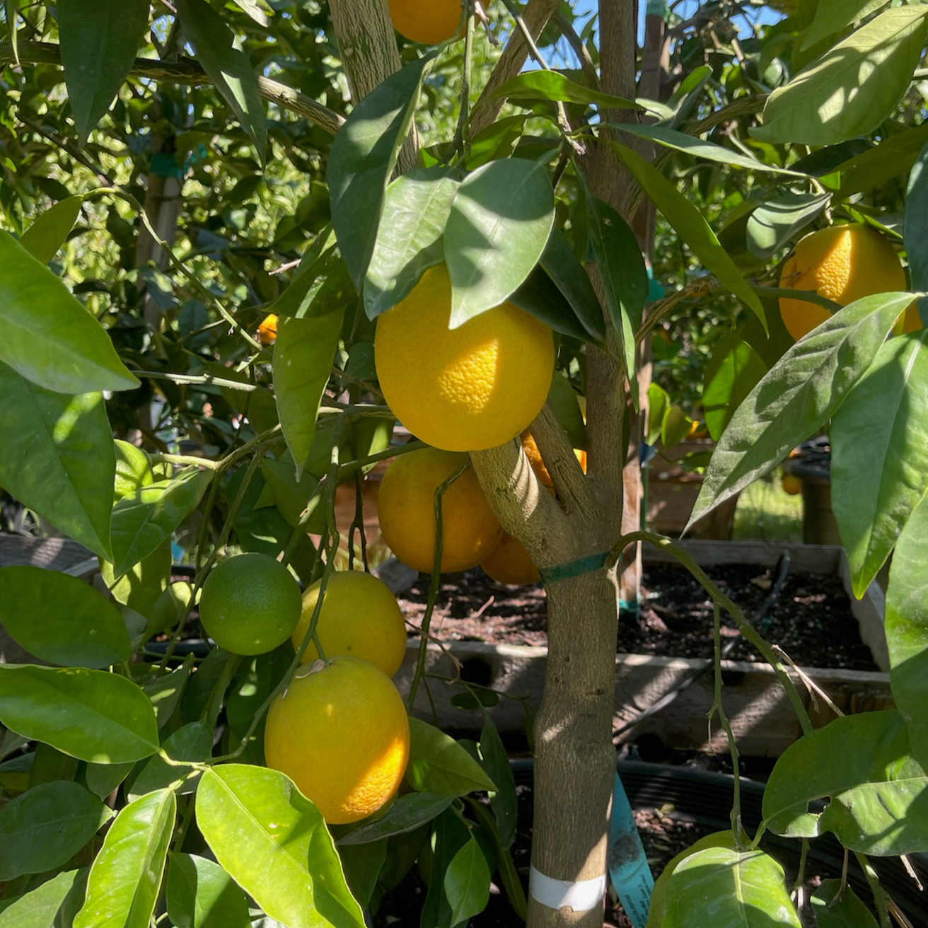 Grapefruit Tree-Flame Red Grapefruit