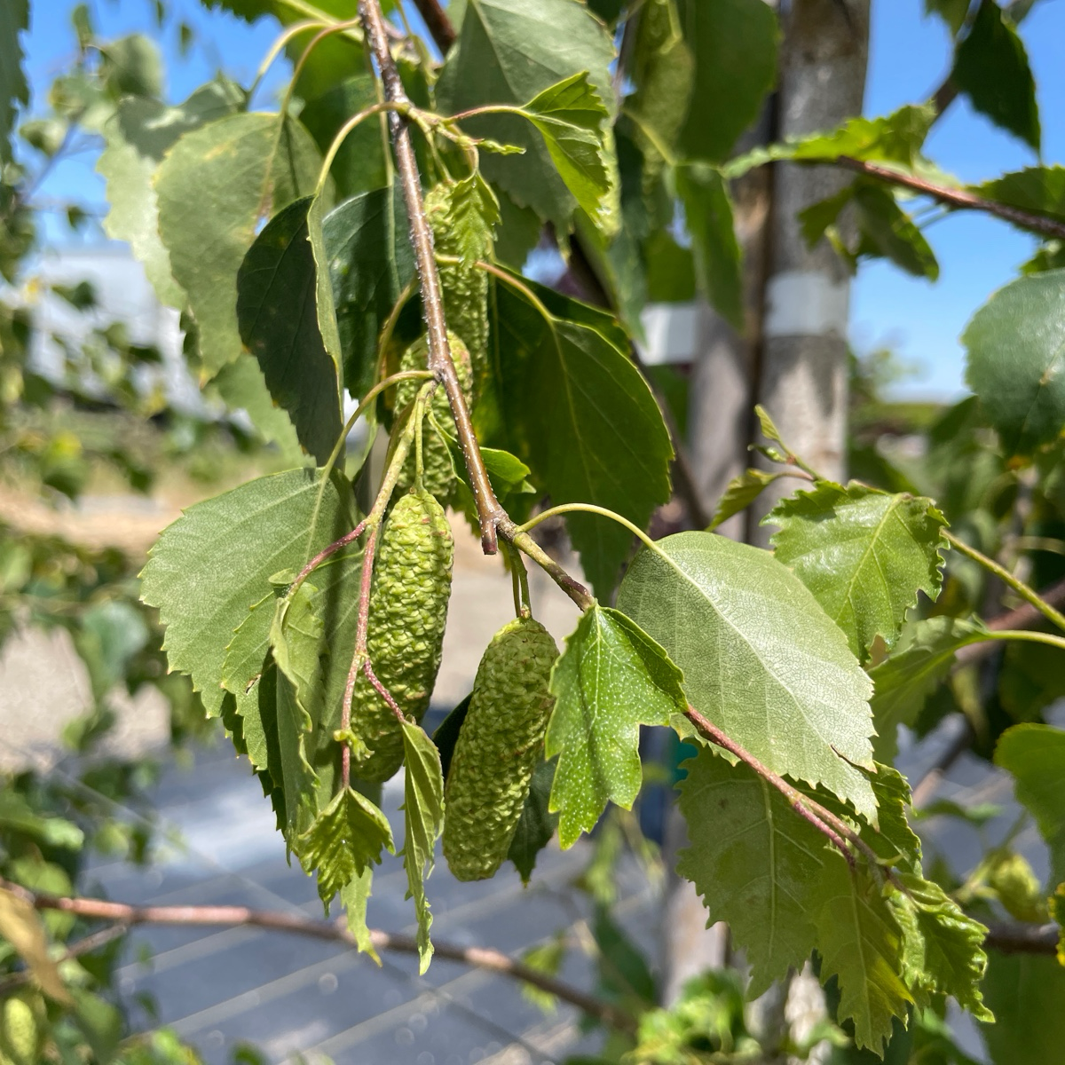 European White Birch