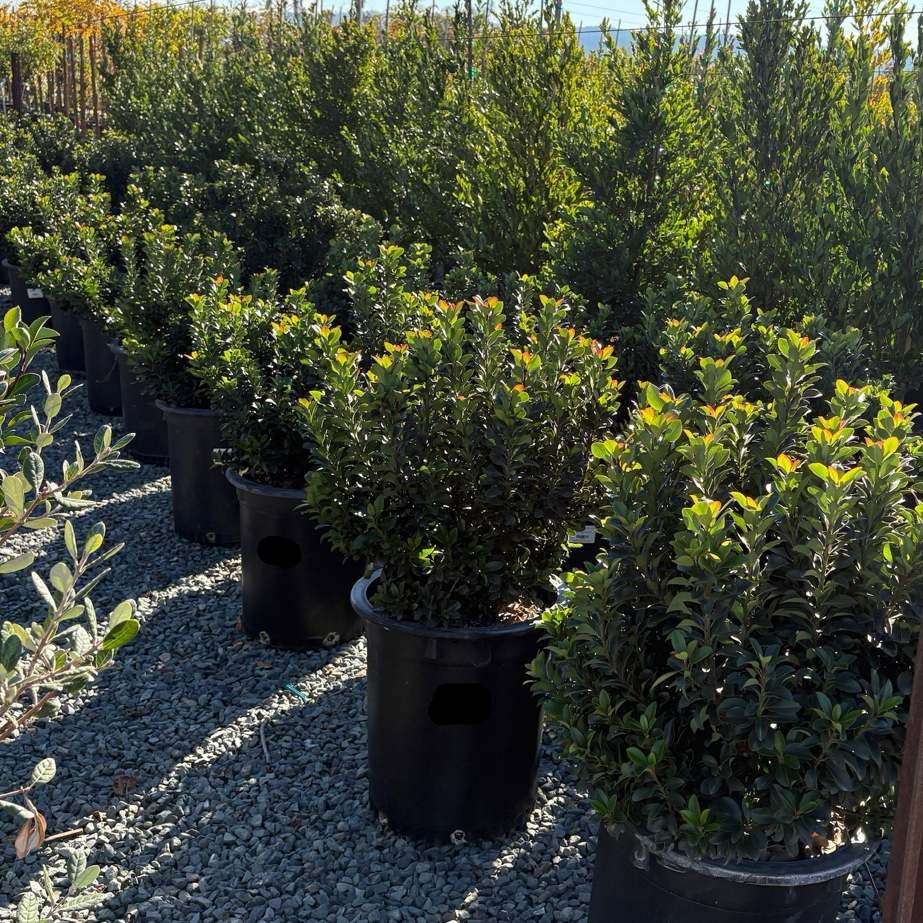 Pink Lady Indian Hawthorn