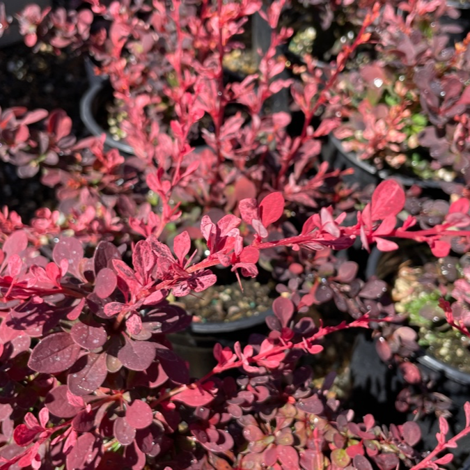 Rose Glow Barberry