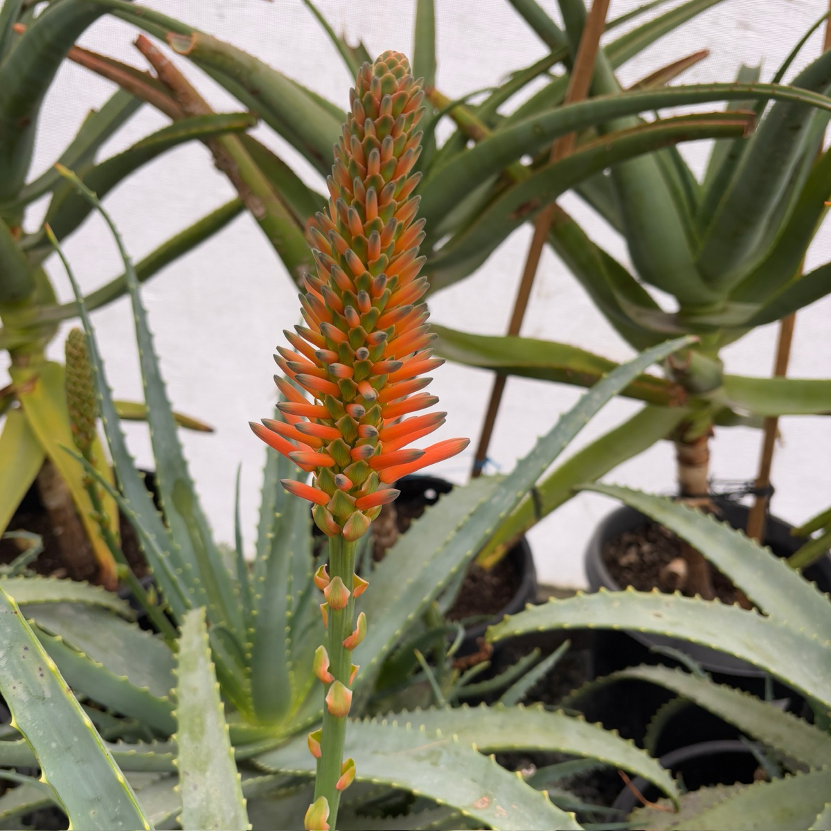 Candelabra Aloe