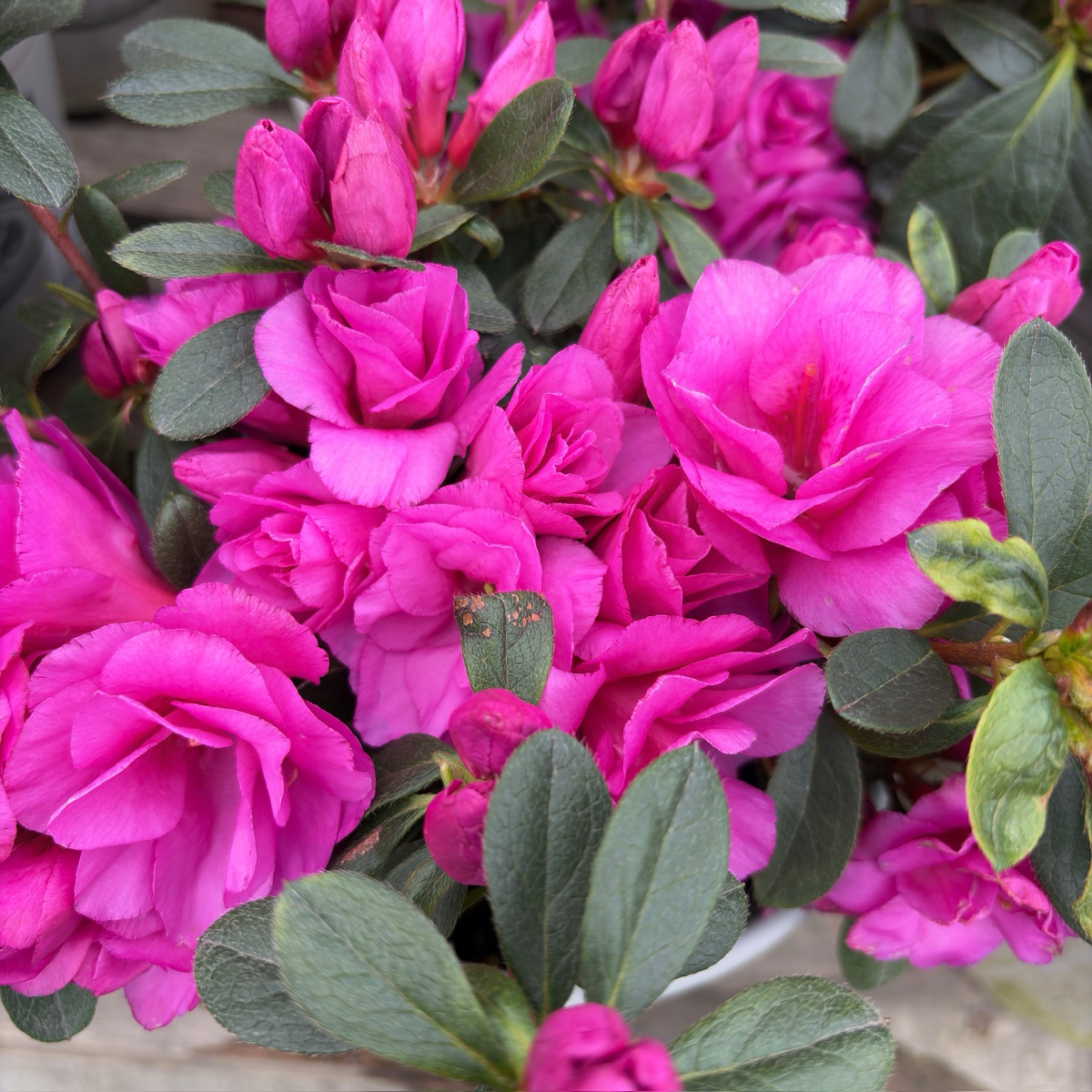 Happy Days Azalea