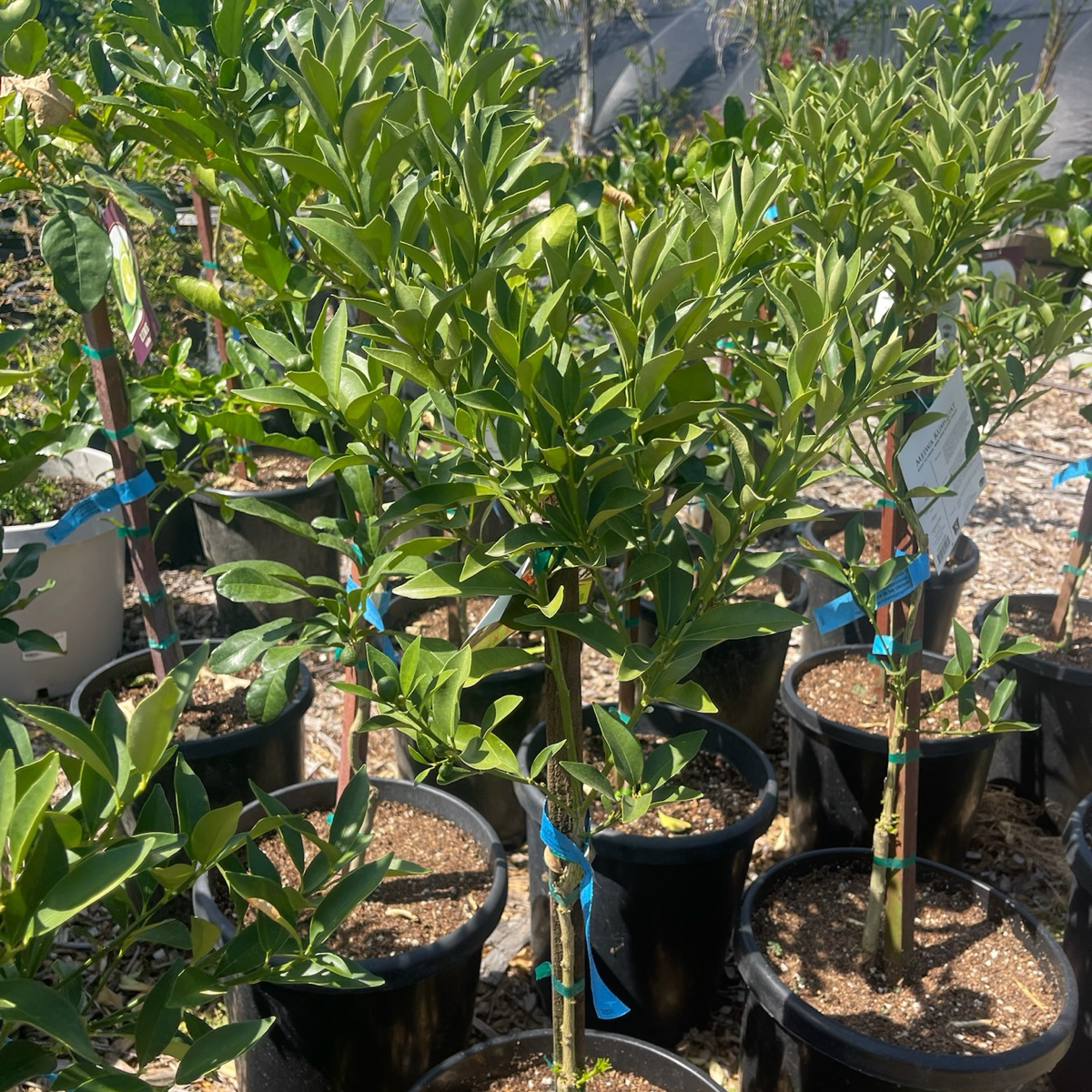 Meiwa Sweet Kumquat