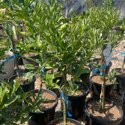 Kumquat Tree-Meihua Kumquat