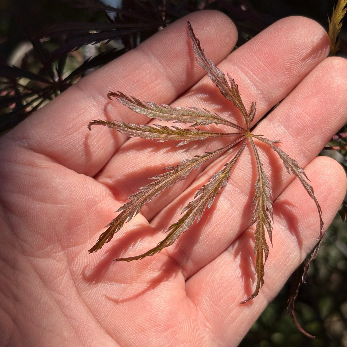 Crimson Queen Lace Japanese Maple